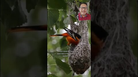 The Oriole is iconic in Maryland