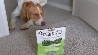 Merrick Fresh Kisses Clean Teeth Brush Review