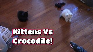 Kittens Vs RC Crocodile! 🐊