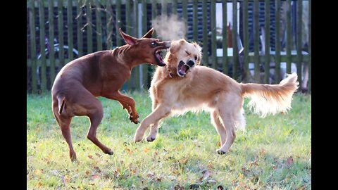 Reasons Why Dogs Get Aggressive and How to Stop his Aggressive