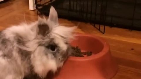 Dog bewildered as bunny eats from his food bowl