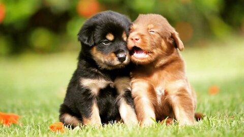 Two Cute Puppy Dogs Playing Together