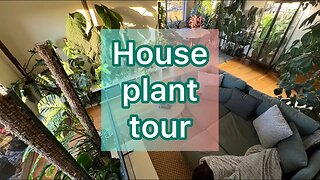 House plant tour #urbanjungle #planttour #houseplants