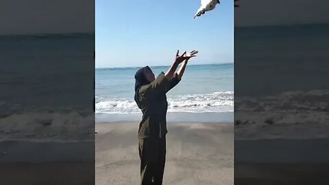 PELEPASAN BURUNG MERPATI DARI LABUAN LOMBOK KHUSUS MERPATI POS