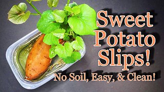 How to Grow Sweet Potato Slips, The Easy & Clean Way!