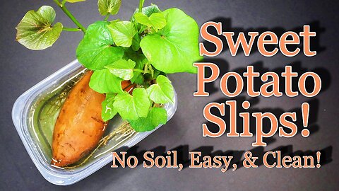 How to Grow Sweet Potato Slips, The Easy & Clean Way!