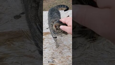 Homestead combat kitten