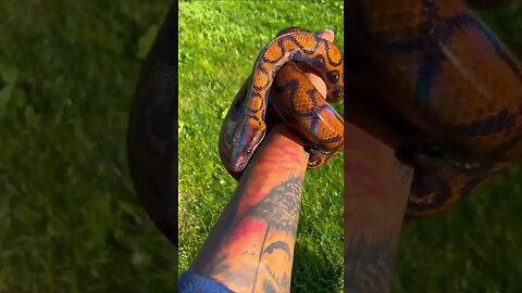 The Brazilian Rainbow Snake! 🌈🐍