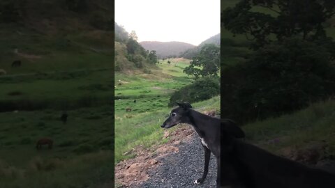 Slinky photo bombs disabled greyhound’s video