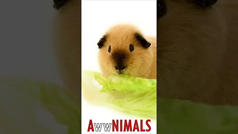 🤗 #AwwNIMALS - Comical Duo: Funny Guinea Pigs Share a Lettuce Leaf 💕