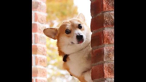 Facts YOU need to know about Corgi Dogs