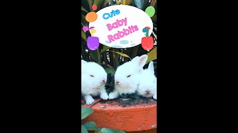 🐰 baby rabbits 🐇