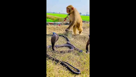 Monkey playing with snake 😲