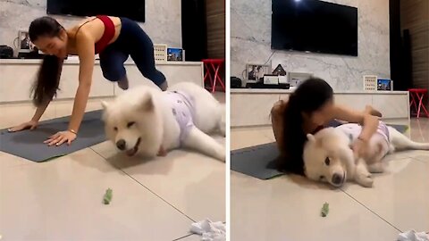 Cute Husky Doing Push Up