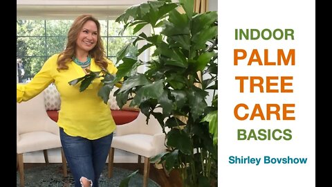 🌿 INDOOR PALM TREE CARE, (Areca Palm, Majesty Palm and more) Step by Step 😀 Shirley Bovshow