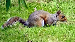 IECV NV #249 - 👀 Grey Squirrel Exploring The Yard 🐿️ 8-2-2016