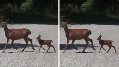 baby deer walks with mom