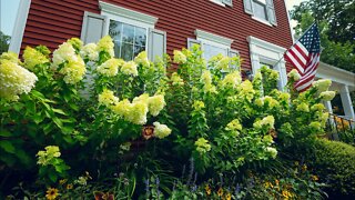 Limelight Hydrangeas | Everyone Loves Them