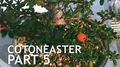 Cotoneaster Bonsai, 5