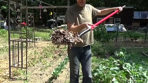 Homestead Gardening Interuppted By Badly Needed Rain