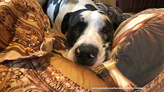 Tired Great Dane Loves To Snuggle Up In Pillows