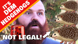 Swedish Fact Guy - Dem Hedgehogs! | #004 | Snortenga Comedy Short