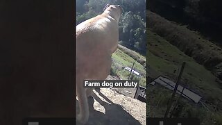 Farm surveillance. Dog on watch