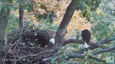 Hays Eagles Mom and V Sunday Morning Visit to the Nest 2023 10 15 7 27 am