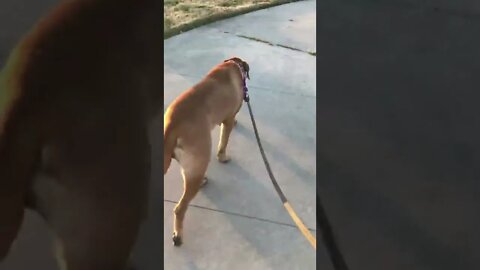 Bullmastiff at park. LonelyCreek bullmastiff