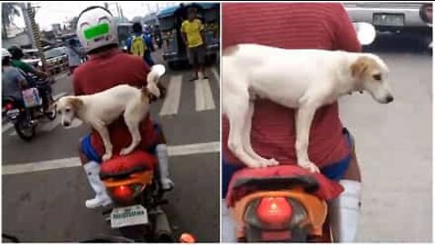 Pazzesco: cane in equilibrio su uno scooter!