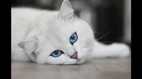 The most beautiful cats around the world