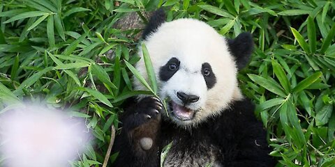 Cute Panda Footage