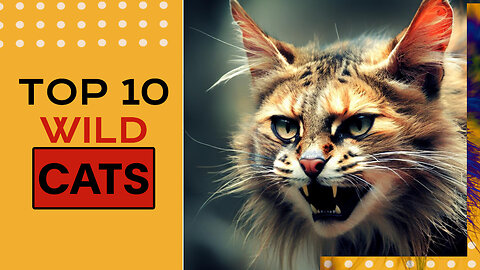 TOP 10 WILD CATS APART FROM THE BIG 5