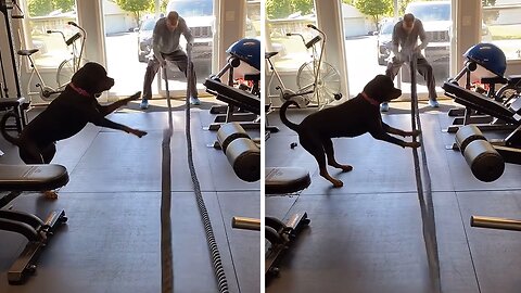 Athletic Rottweiler conquers the battle ropes