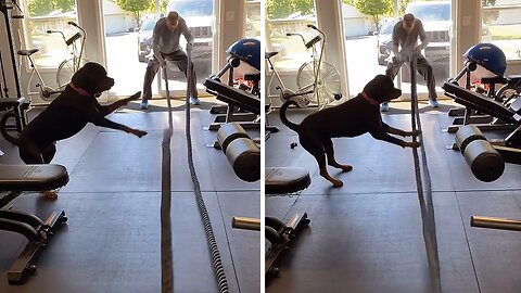 Athletic Rottweiler Conquers The Battle Ropes