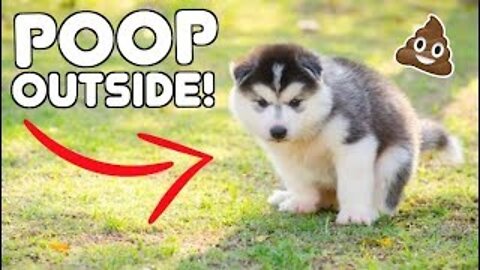 How To Train Puppy To Poop Outside - Teach Your Husky Puppy To Poop Outside
