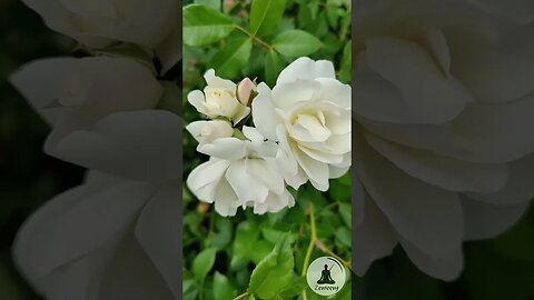 Calming White Roses | Gentle Breeze, Soft Piano Music, Birdsong