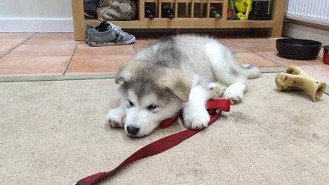 Malamute puppy experiences first hiccup episode