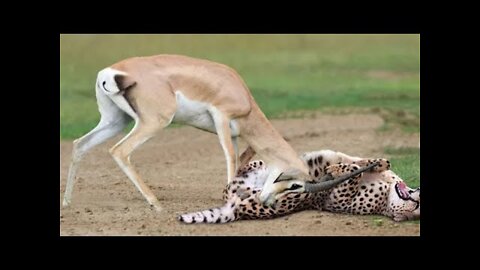 10 Times Leopard Messed With The Wrong Opponent | 10 TIMES ANIMALS MESSED by Wild Animals Planet