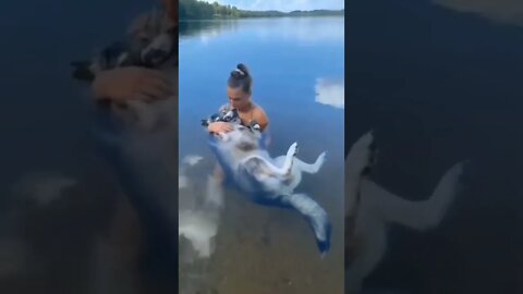 Cachorro Tomando Banho no Lago #shorts