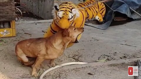You can not stop laughing" Tiger bs dog funny reaction