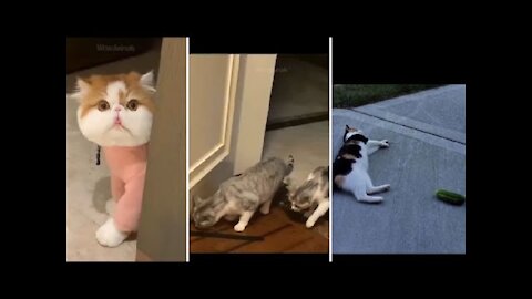 Funniest Animals 2021 - Funny Animal Videos - Funny Video - Funny Cat - Funny Animals -Animal Video