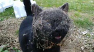 Un chat piégé dans une toile d'araignée