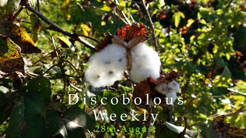 Discobolous Weekly - 28th August