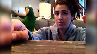 Surprise Parrot Snack Attack