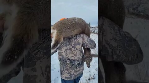 How Real Men Carry Deer!