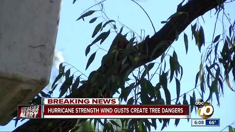 Hurricane strength wind gusts create tree dangers