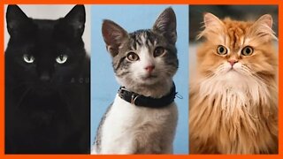 Official Teaser Trailer #1: #9Cats2Lives | Funny Cat Videos