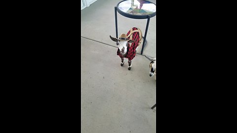 Baby goat shows off his adorable outfit