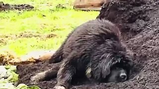 Newfoundland caught rolling around in the compost heap